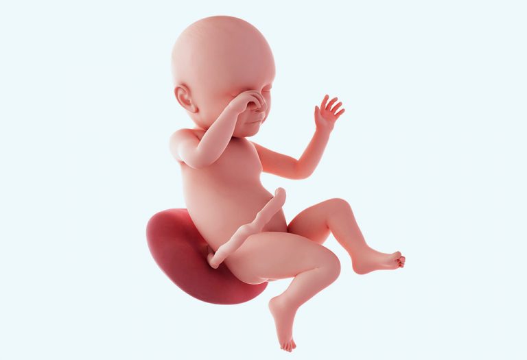 نمو الجنين خلال فترة الحمل – الأسبوع 39