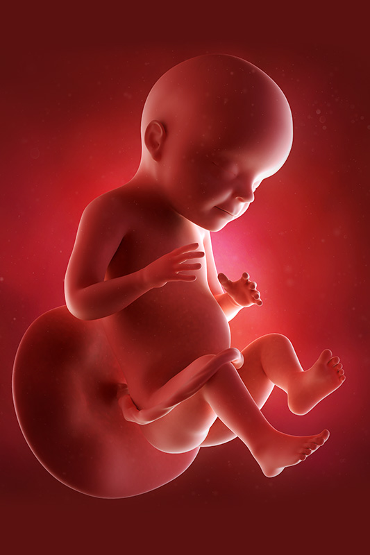 نمو الجنين خلال فترة الحمل – الأسبوع 28