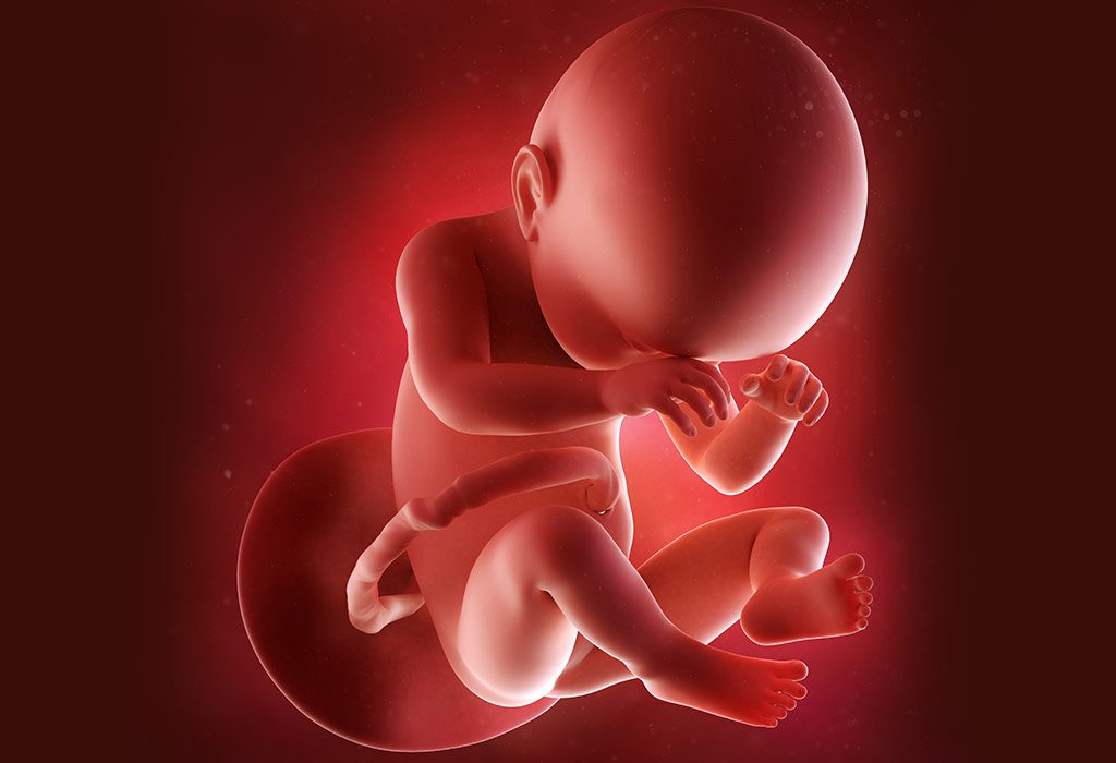 نمو الجنين خلال فترة الحمل – الأسبوع 17