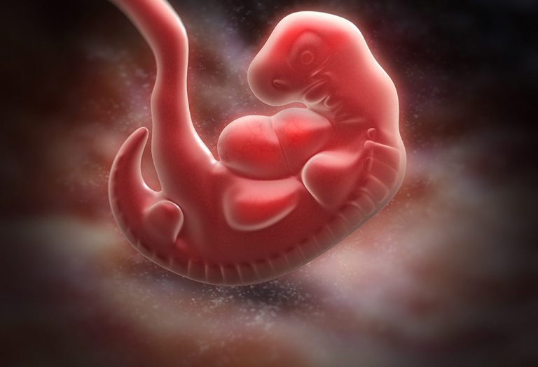 نمو طفلك خلال فترة الحمل – الأسبوع 5
