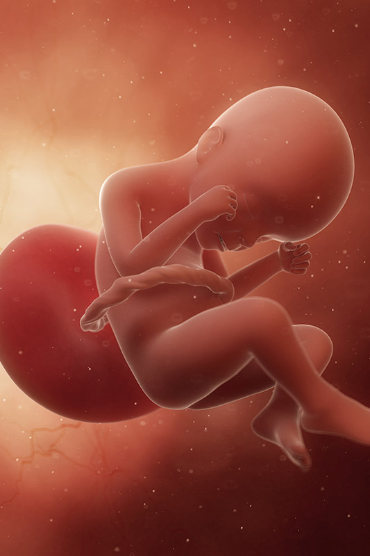 نمو الجنين خلال فترة الحمل – الأسبوع 24