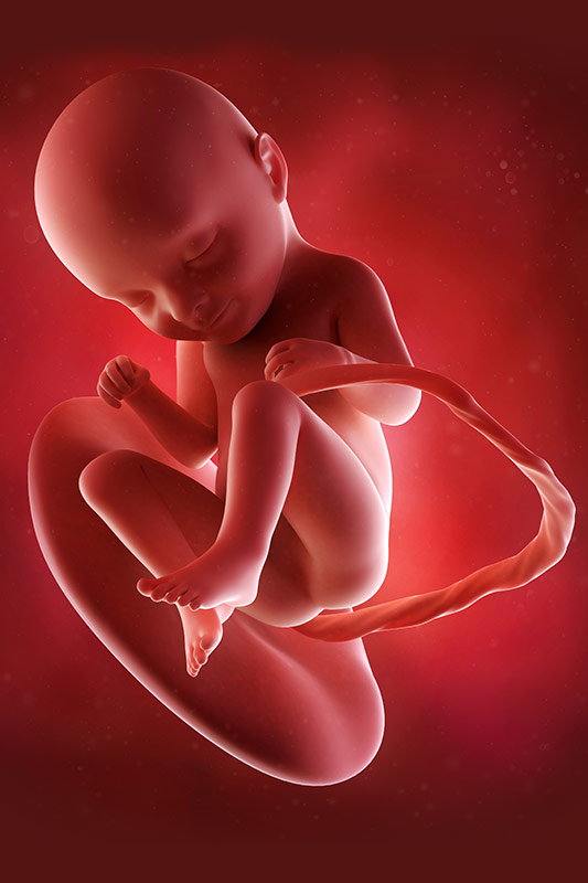نمو الجنين خلال فترة الحمل – الأسبوع 33