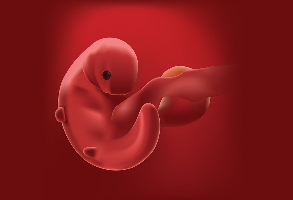 نمو طفلك أثناء الحمل – الأسبوع 4