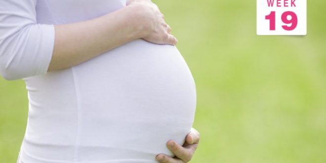 الأسبوع 19 من الحمل الأعراض حجم الجنين التغيرات في جسمك والمزيد