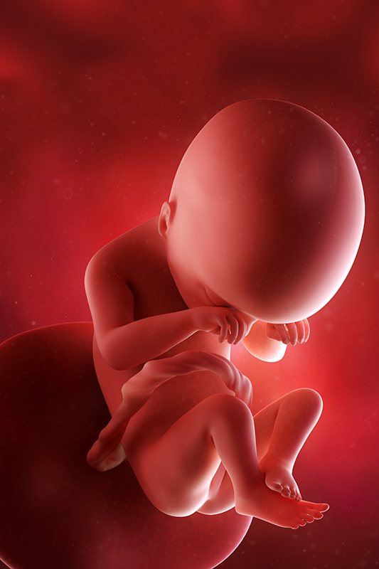 الأسبوع 19 من الحمل الأعراض حجم الجنين التغيرات في جسمك والمزيد