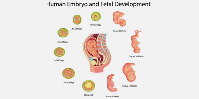 مراحل نمو الجنين قبل الولادة رسم بياني Lazcy Blog