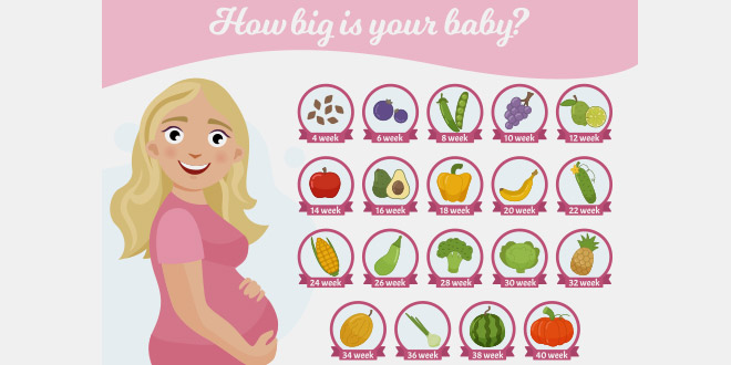 مقارنة حجم الطفل بحجم الفواكه والخضروات - أسبوع بعد أسبوع