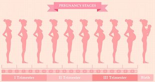 تغييرات جسم الحامل - الأسبوع 1 وحتى الأسبوع 42