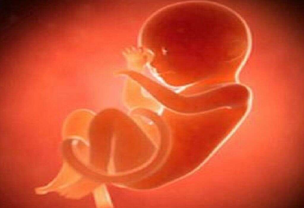 نمو الجنين أثناء الحمل في كل ثلث من الحمل