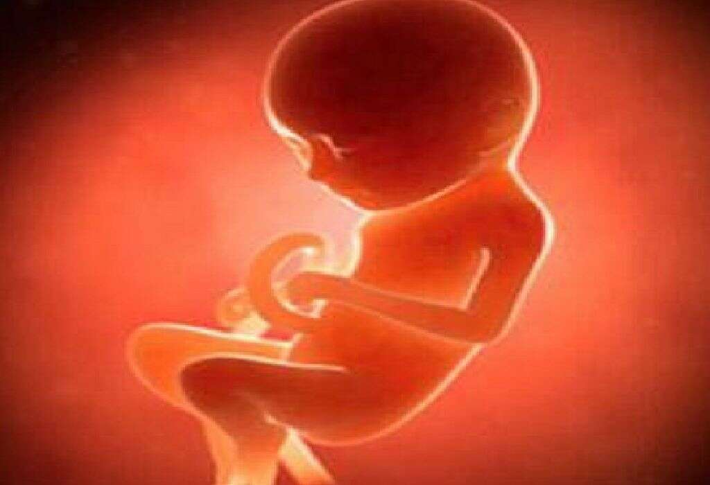 نمو الجنين أثناء الحمل في كل ثلث من الحمل