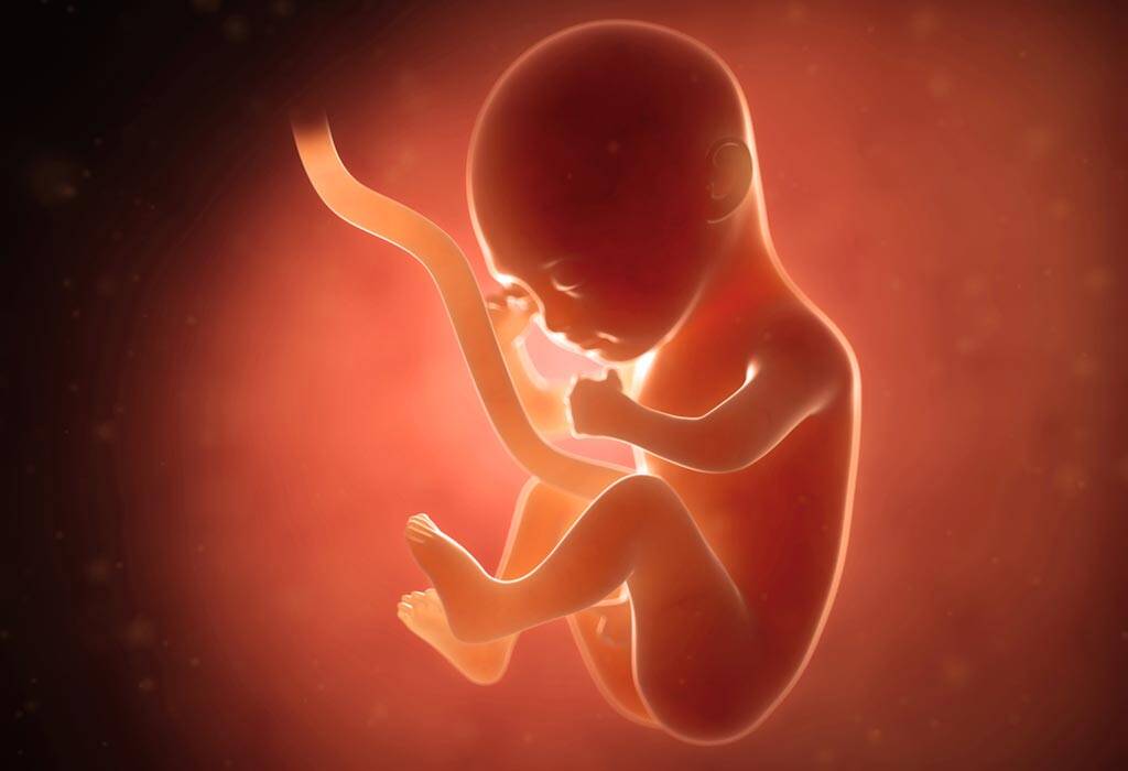 نمو الطفل في 5 أشهر من الحمل