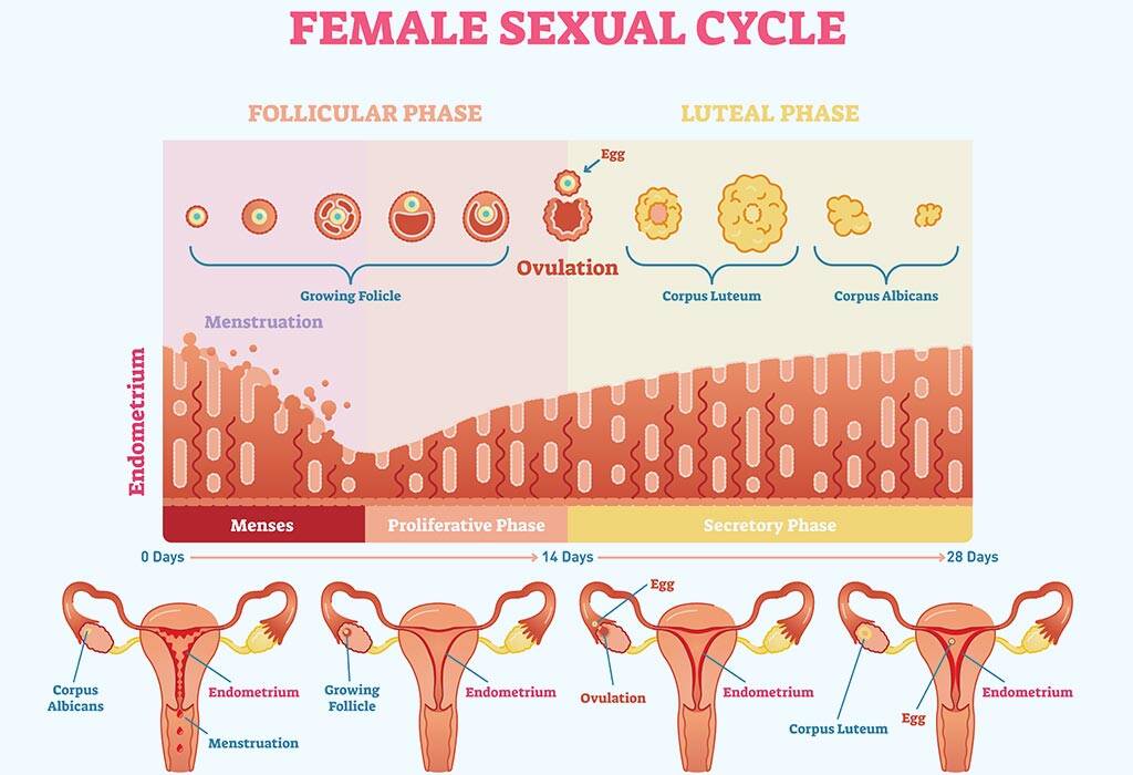 Why Does The Uterus Lining Remain Thick During Pregnancy