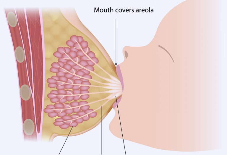 كيف يتدفق حليب الثدي من الأم إلى الطفل؟