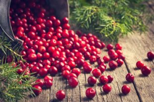 تناول التوت البري