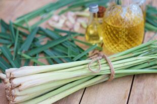 تناول عشبة الليمون أثناء الحمل