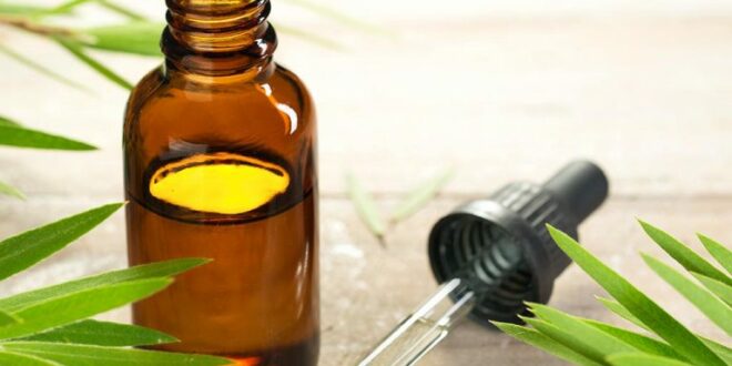 استخدام زيت شجرة الشاي أثناء الحمل